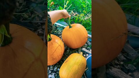 Picking Pumpkins🎃 #pumpkin #pumpkinpatch #harvest #fall #fallgarden #homestead #asmr #foryou #farm