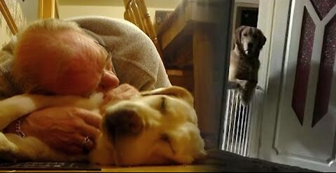 Dog Watches Owner Fall Asleep Every Night Cause He’s Afraid Of Being Abandoned