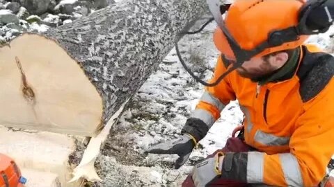 Important Tree Felling Technique To Prevent Splitting