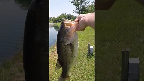 monster largemouth bass caught #shorts #bassfishing #fishing