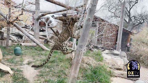 Taji the clouded leopard