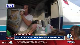 Local organizations helping homeless pets in Puerto Rico