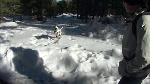 Zeus the Dalmatian Visits Winter Lake Tahoe