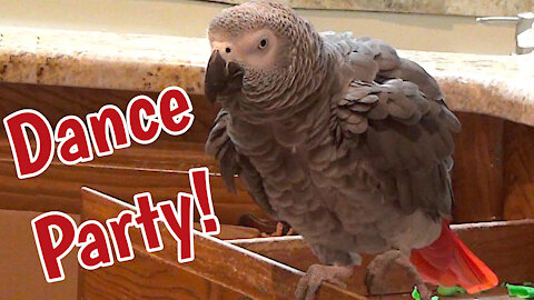 Talented parrot dances better than most people