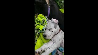 Great Dane Pups to make your day