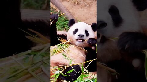 The gaint Panda🐼😍😘|No:14|#panda #cute #china #trending #truth #followforfollowback #shorts #animals