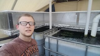 Aquariums in aquaponics system update