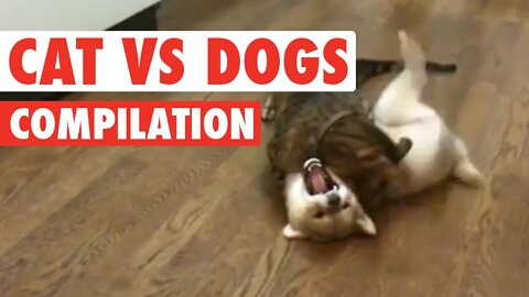 Best Funny Cats vs Dogs Videos - 2022 Compilation