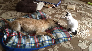 Smart Dog Shows Little Kitty How To Fight