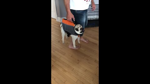 Pug's new lifejacket doubles as personal suitcase