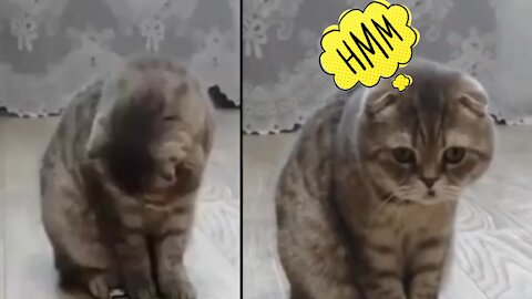Watch the exact moment that cat does shit.