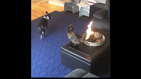 PETS PLAYING WITH BURNING CANDLE ENDS UP BURNING OWN TAIL