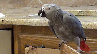 This chatty parrot will have you craving popcorn in no time
