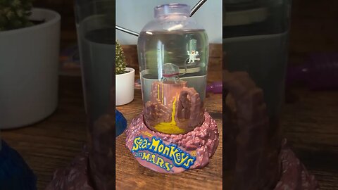 6 Week #seamonkeys update