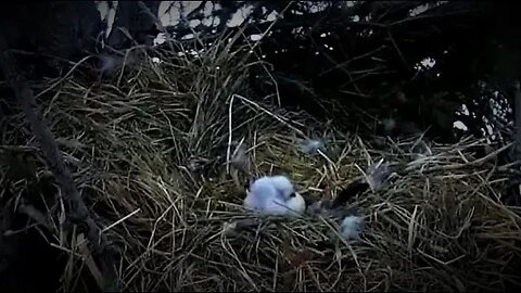Close Up of The Owlets 🐥🐥🥚 04/10/23 20:39