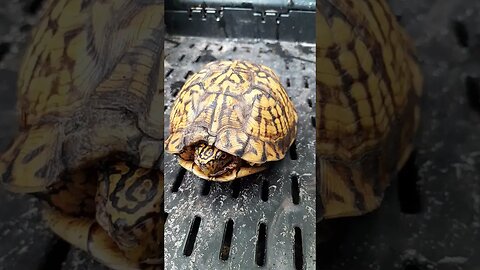 Rescue / Relocating a WILD BOX TURTLE!😍 #shorts #nature #animals
