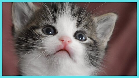 Why Men Love Cute Things | Kitten Edition!