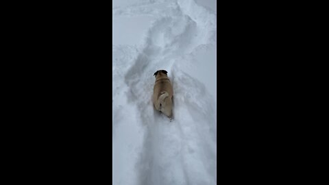Pug Trails in Deep Snow