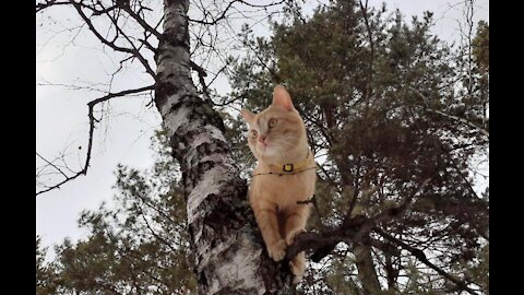 Red cat on a birch tree in the forest