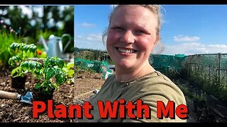 Secrets to a Bumper Tomato Crop - Allotment Gardening Revealed!