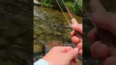 5 TYPES OF TROUT IN 60 SECONDS! #shorts #fishing
