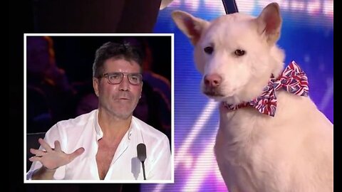 TOP 10 SMARTEST DOG Auditions On Britain And America's Got Talent!