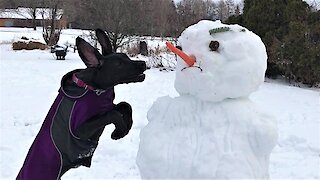 Great Dane puppy makes it impossible to build a snowman