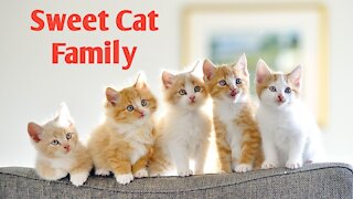 Sweet CAT family