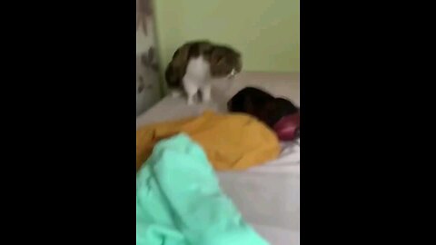 Funniest Cats and Dogs video vol-1