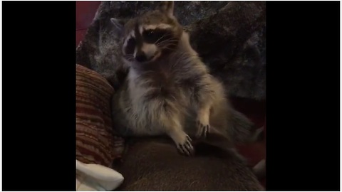 Attentive Raccoon Gently Grooms And Pampers His Pig Best Friend