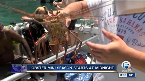 Florida's sport lobster season begins