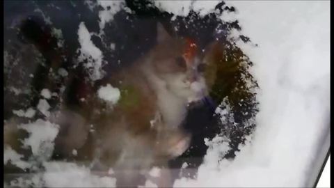 Cat Hilariously Attempts To Clear Window Of Snow