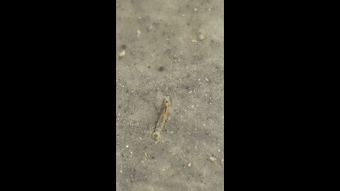 ghost shrimp!
