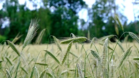 "Understanding Wheat: The Staple Grain That Sustains the World"