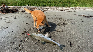 Salmon and Shiba Inu