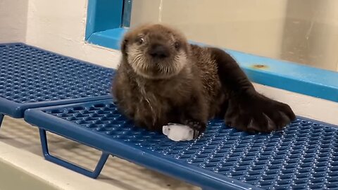 Playful Otter Pup Juggles with Ice Chunk