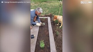 Dog digs up the dirt assisting owner in garden