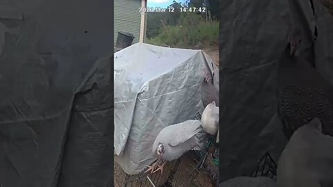 Farm cam. Guinness fowl keets