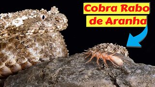 A cobra com cauda em forma de aranha