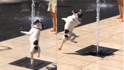 Little Bulldog Is Looking For The Water...