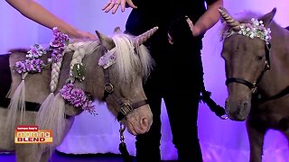 Honey The Therapy Horse | Morning Blend