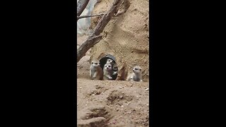 Baby Meerkats Make Local Zoo Debut