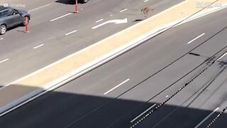 En känguru blockerar trafiken på en motorväg