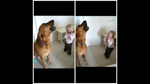 Amazing dog barking with baby harmonica