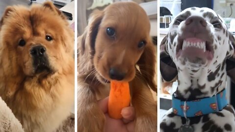 Funny Doggos that are Guaranteed to Make Your Day Better ❤️ Animal Squad 🐕🥰