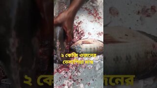 ২ কেজি ওজনের তেলাপিয়া মাছ#short