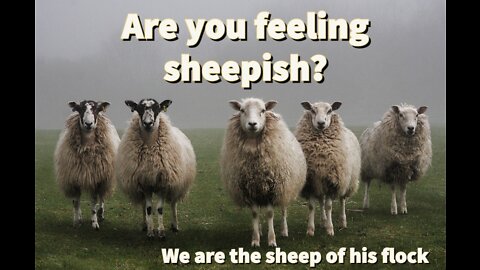 Are you sheepish?