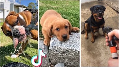 Compilation of Cute DOG Videos! 🤣 Most Viral DOGS on the internet! 🐕