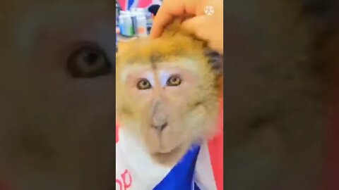Monkey funny video || cute 🐵 monkey #longvidio #short #amazing #globalAmazing #monkeyfunnyvideo