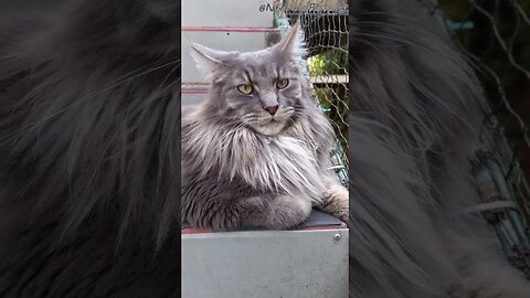 Maine Coon Cattitude